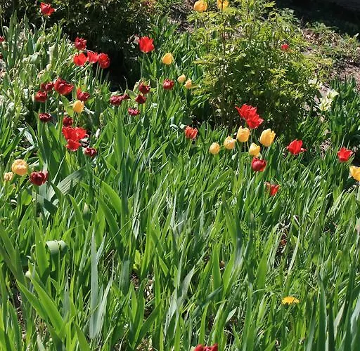 Chambres D'hotes Le Domaine De Stanislas Bed & Breakfast Lunéville