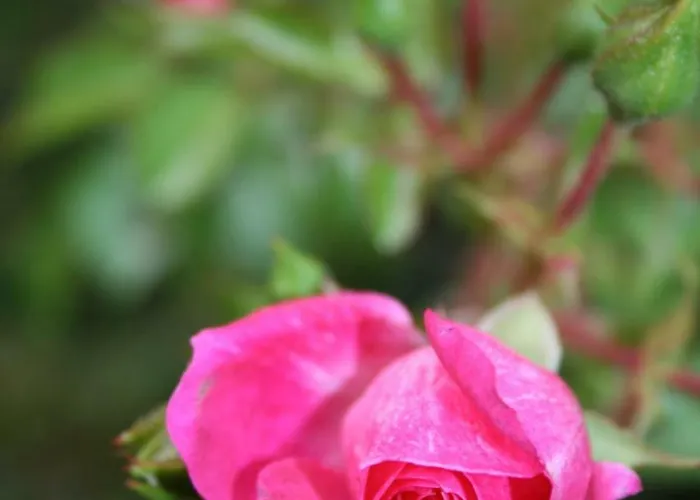 Chambres D'hotes Le Domaine De Stanislas Lunéville